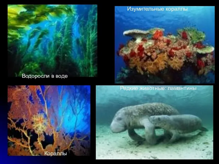 Водоросли в воде Кораллы Изумительные кораллы Редкие животные: ламантины
