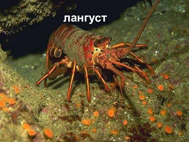 лангуст