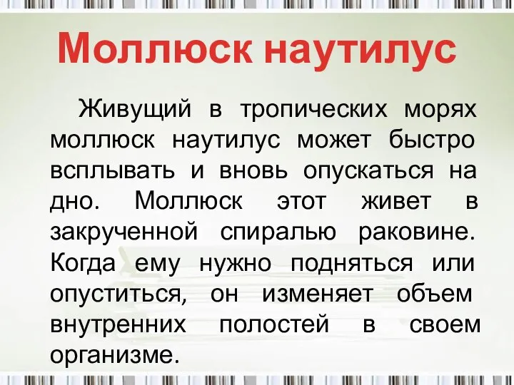 Моллюск наутилус Живущий в тропических морях моллюск наутилус может быстро всплывать