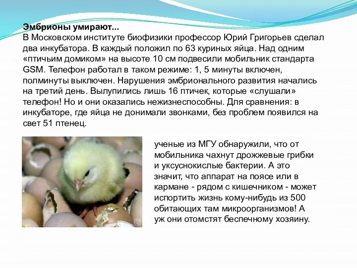Эмбрионы умирают... В Московском институте биофизики профессор Юрий Григорьев сделал два