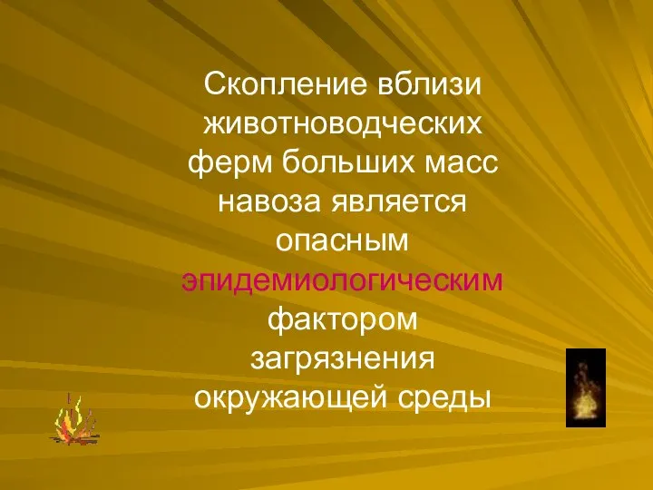 Скопление вблизи животноводческих ферм больших масс навоза является опасным эпидемиологическим фактором загрязнения окружающей среды