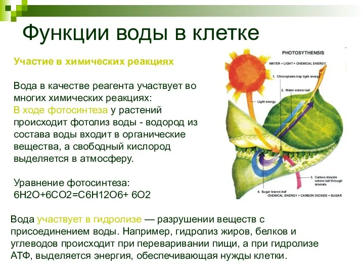 Функции воды в клетке Участие в химических реакциях Вода в качестве