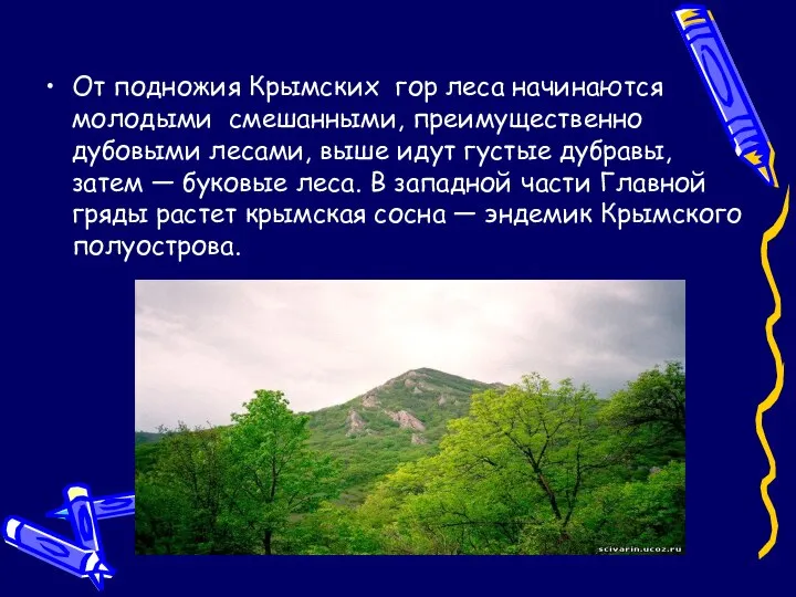 От подножия Крымских гор леса начинаются молодыми смешанными, преимущественно дубовыми лесами,