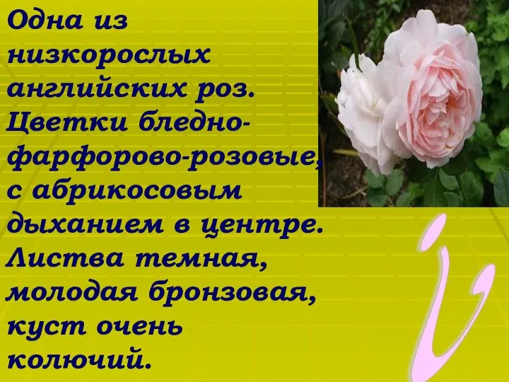 ? Одна из низкорослых английских роз. Цветки бледно-фарфорово-розовые, с абрикосовым дыханием