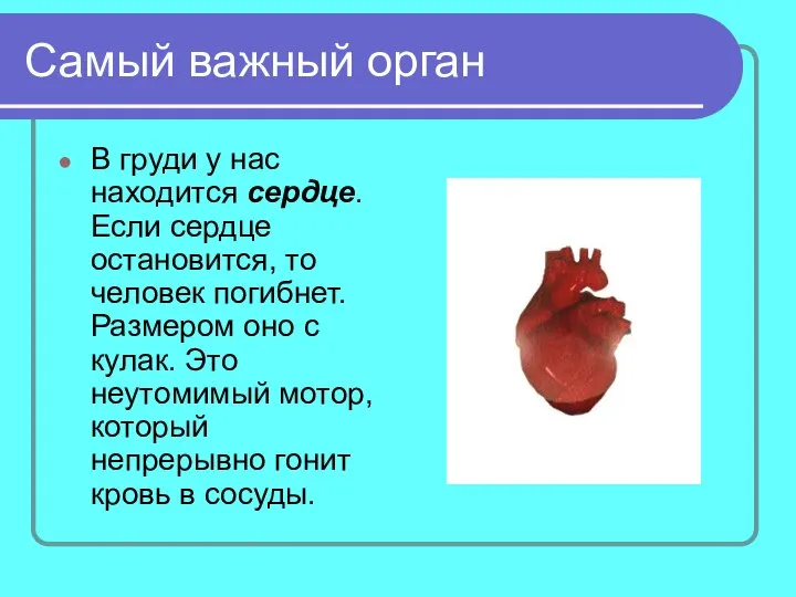 Самый важный орган В груди у нас находится сердце. Если сердце