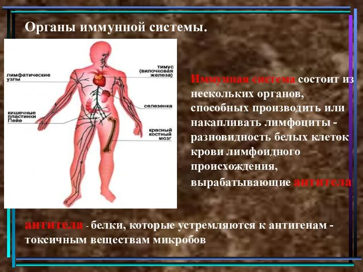 Органы иммунной системы. Иммунная система состоит из нескольких органов, способных производить