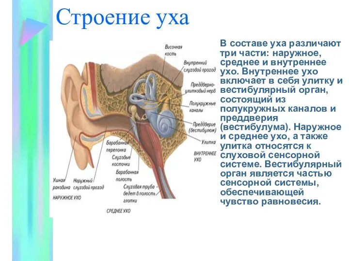 Строение уха В составе уха различают три части: наружное, среднее и