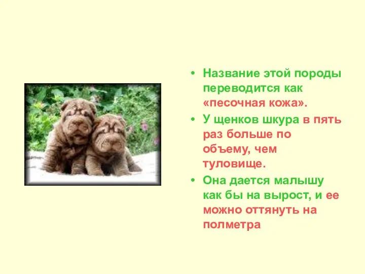 Название этой породы переводится как «песочная кожа». У щенков шкура в