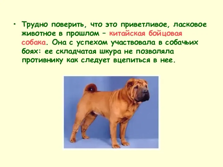 Трудно поверить, что это приветливое, ласковое животное в прошлом – китайская