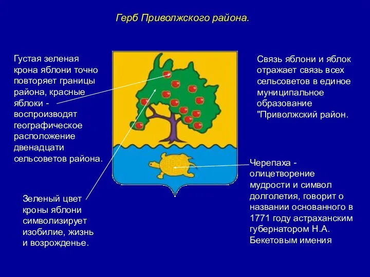 Густая зеленая крона яблони точно повторяет границы района, красные яблоки -