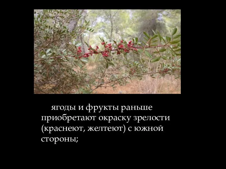 ягоды и фрукты раньше приобретают окраску зрелости (краснеют, желтеют) с южной стороны;