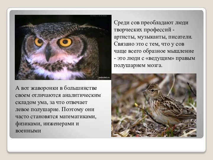 Среди сов преобладают люди творческих профессий - артисты, музыканты, писатели. Связано