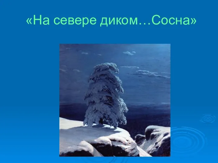 «На севере диком…Сосна»