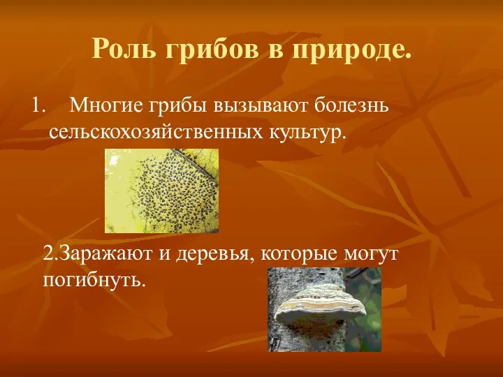 Роль грибов в природе. 1. Многие грибы вызывают болезнь сельскохозяйственных культур.