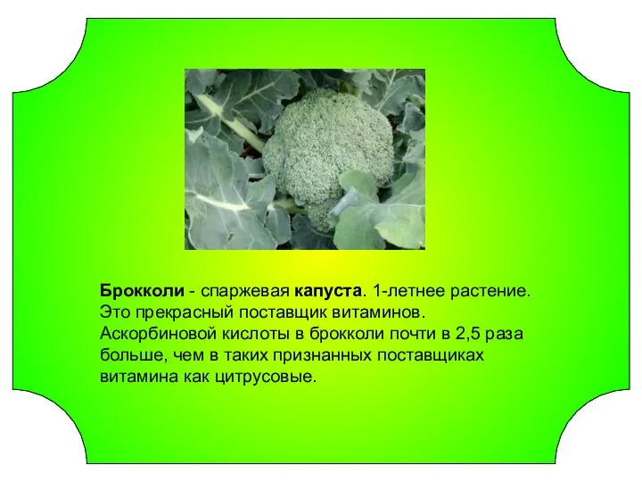 Брокколи - спаржевая капуста. 1-летнее растение. Это прекрасный поставщик витаминов. Аскорбиновой