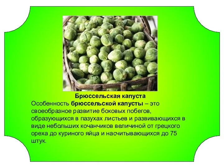 Брюссельская капуста Особенность брюссельской капусты – это своеобразное развитие боковых побегов,