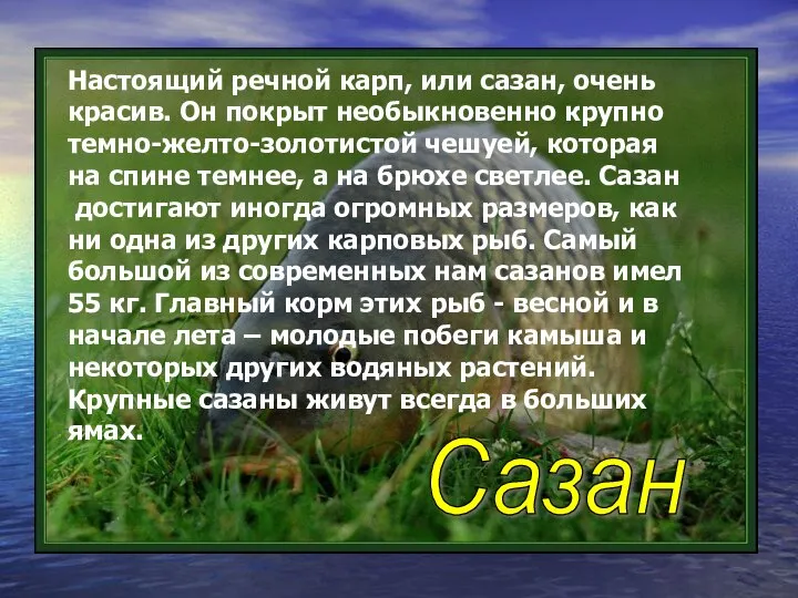 Настоящий речной карп, или сазан, очень красив. Он покрыт необыкновенно крупно