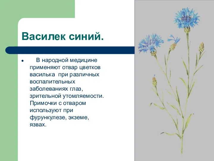 Василек синий. В народной медицине применяют отвар цветков василька при различных