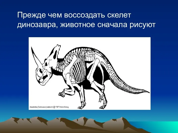 Прежде чем воссоздать скелет динозавра, животное сначала рисуют