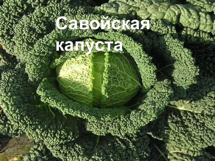 Савойская капуста