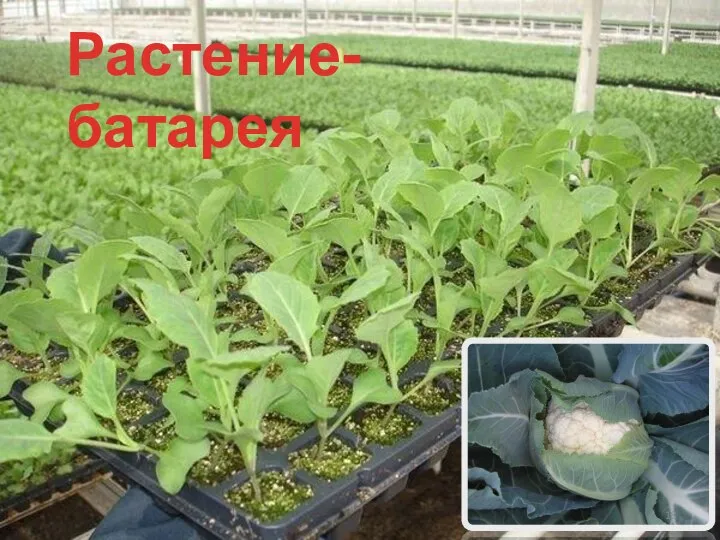 Растение-батарея