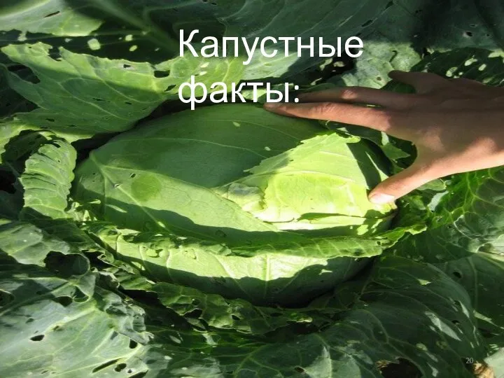 Капустные факты: