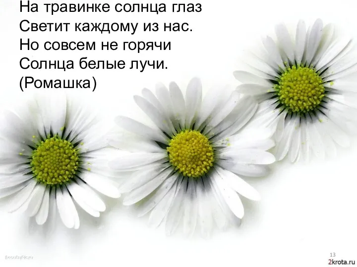 На травинке солнца глаз Светит каждому из нас. Но совсем не горячи Солнца белые лучи. (Ромашка)