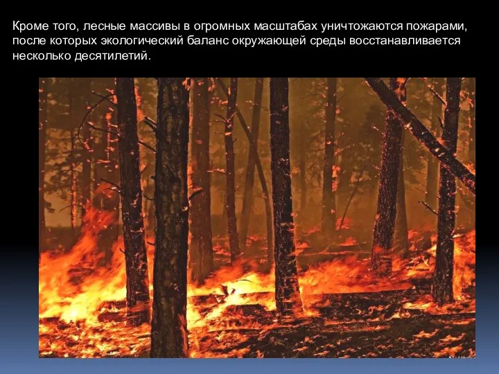 Кроме того, лесные массивы в огромных масштабах уничтожаются пожарами, после которых