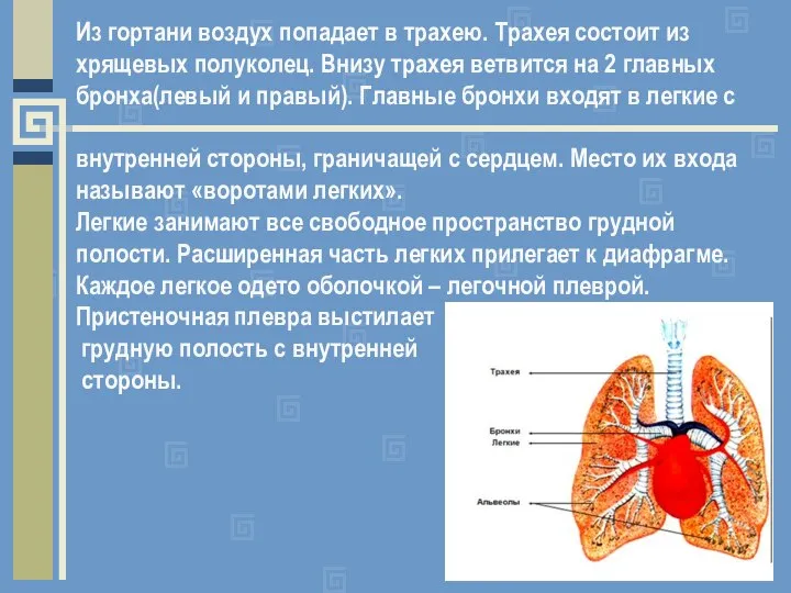 Из гортани воздух попадает в трахею. Трахея состоит из хрящевых полуколец.