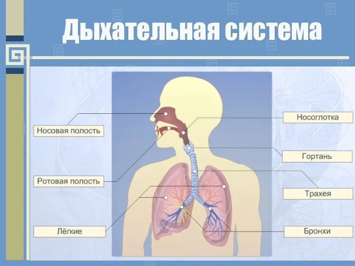 Дыхательная система