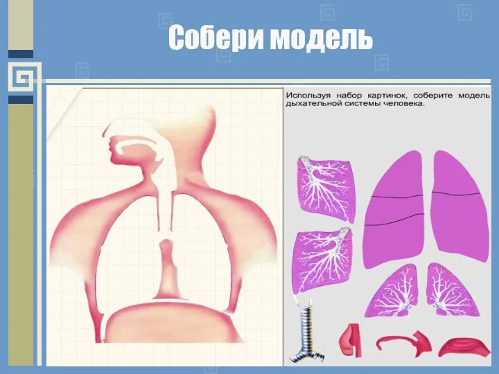 Собери модель