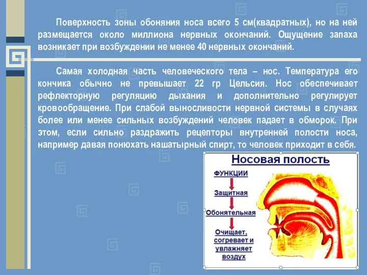 Поверхность зоны обоняния носа всего 5 см(квадратных), но на ней размещается