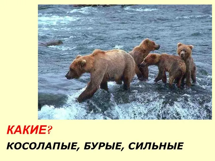 КАКИЕ? КОСОЛАПЫЕ, БУРЫЕ, СИЛЬНЫЕ