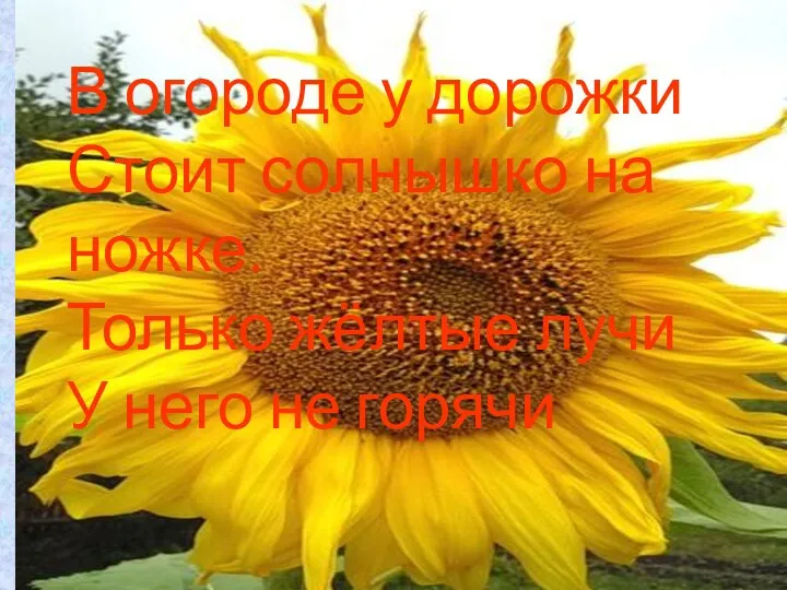 В огороде у дорожки Стоит солнышко на ножке. Только жёлтые лучи У него не горячи