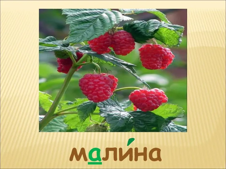 малина