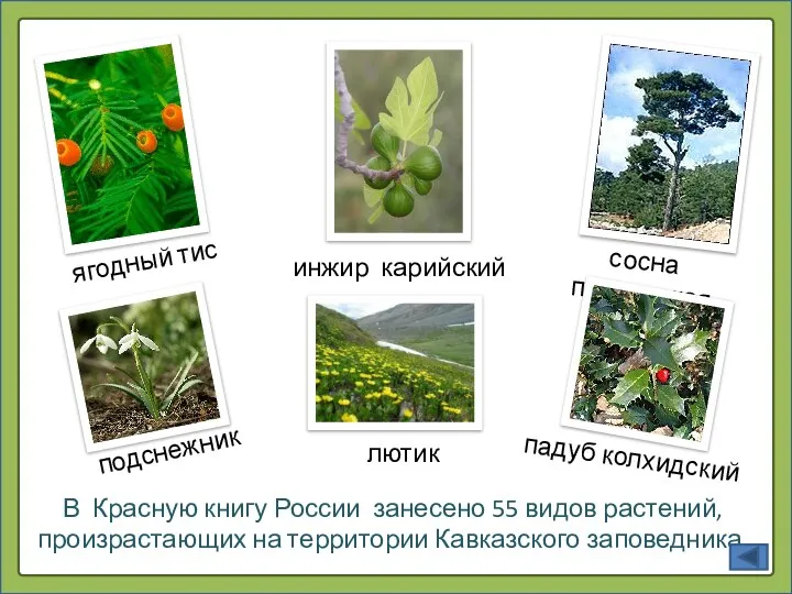 В Красную книгу России занесено 55 видов растений, произрастающих на территории