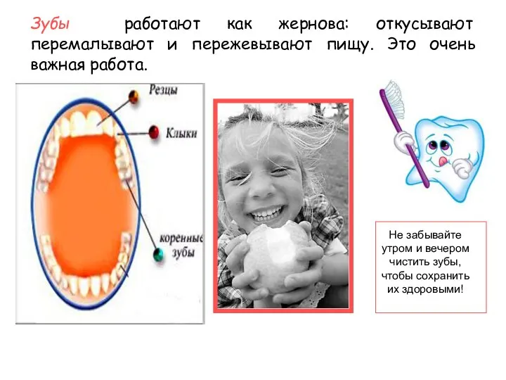 Зубы работают как жернова: откусывают перемалывают и пережевывают пищу. Это очень
