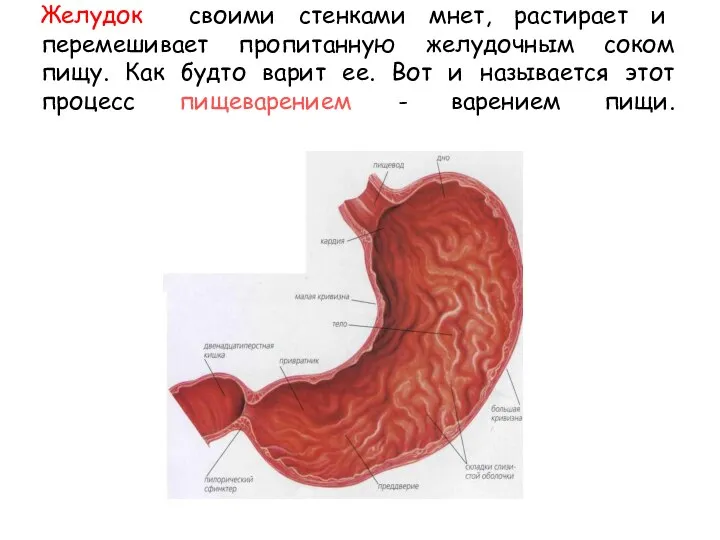 Желудок своими стенками мнет, растирает и перемешивает пропитанную желудочным соком пищу.