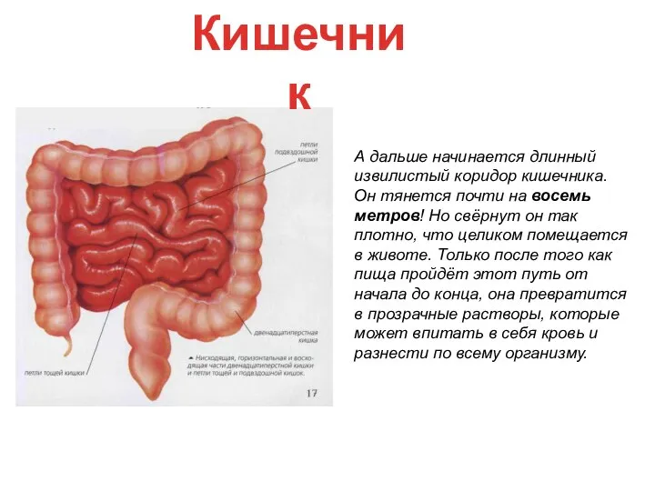 А дальше начинается длинный извилистый коридор кишечника. Он тянется почти на