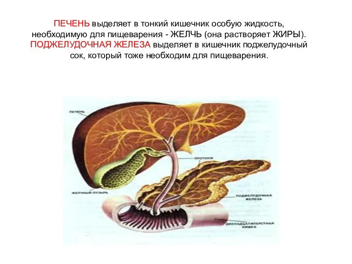 ПЕЧЕНЬ выделяет в тонкий кишечник особую жидкость, необходимую для пищеварения -