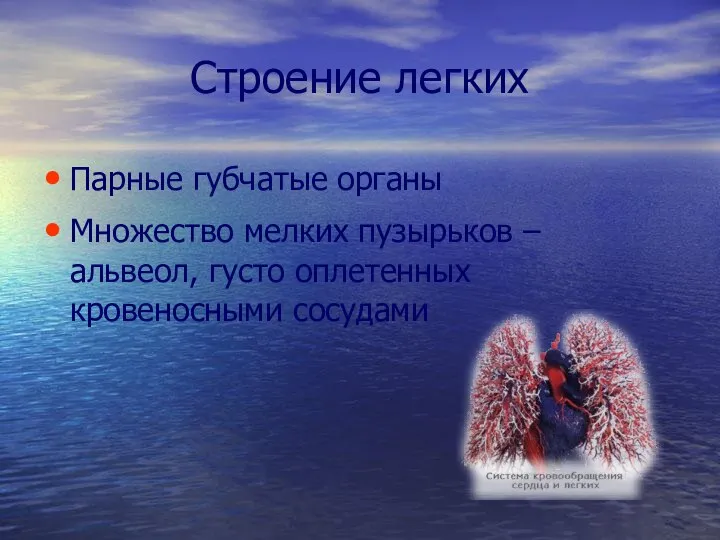 Строение легких Парные губчатые органы Множество мелких пузырьков – альвеол, густо оплетенных кровеносными сосудами