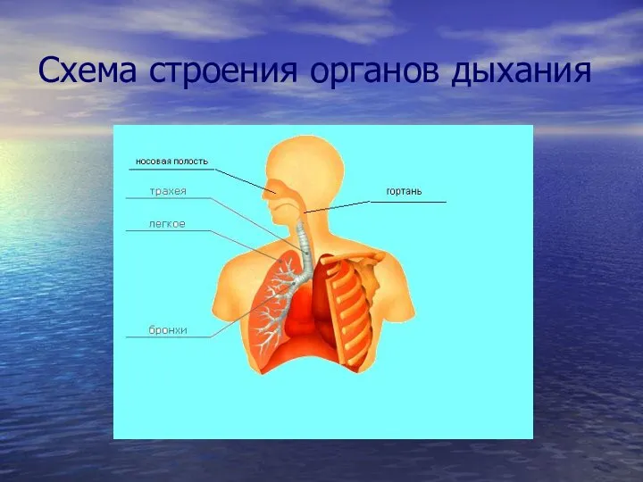 Схема строения органов дыхания