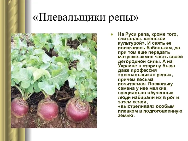 «Плевальщики репы» На Руси репа, кроме того, считалась «женской культурой». И