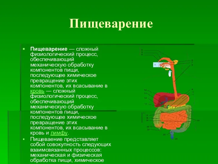 Пищеварение Пищеварение — сложный физиологический процесс, обеспечивающий механическую обработку компонентов пищи,