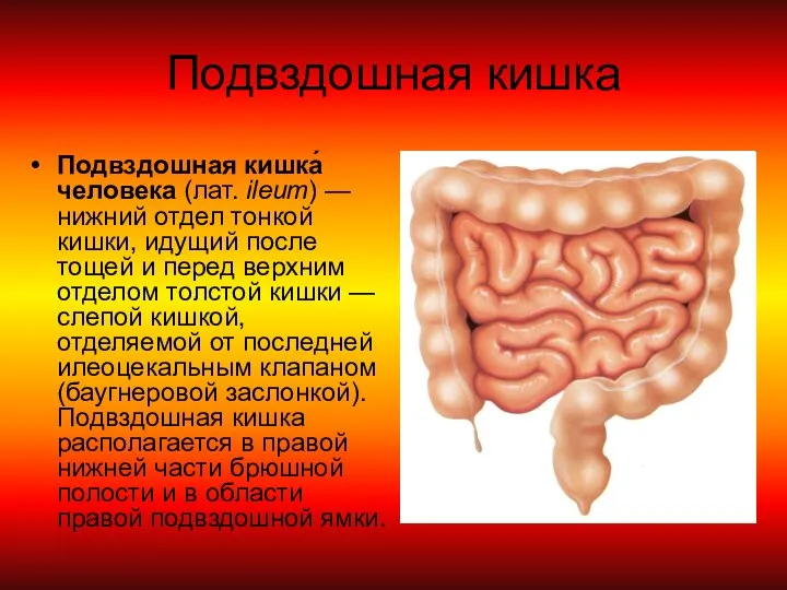 Подвздошная кишка Подвздошная кишка́ человека (лат. ileum) — нижний отдел тонкой