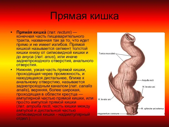 Прямая кишка Пряма́я кишка́ (лат. rectum) — конечная часть пищеварительного тракта,