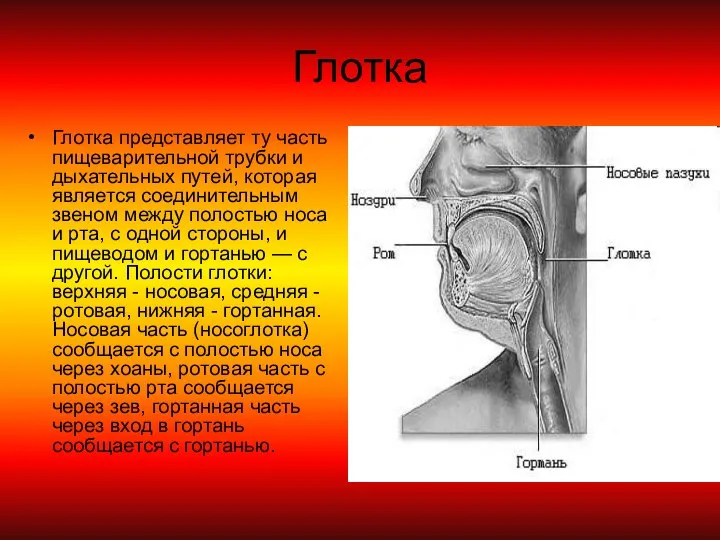 Глотка Глотка представляет ту часть пищеварительной трубки и дыхательных путей, которая