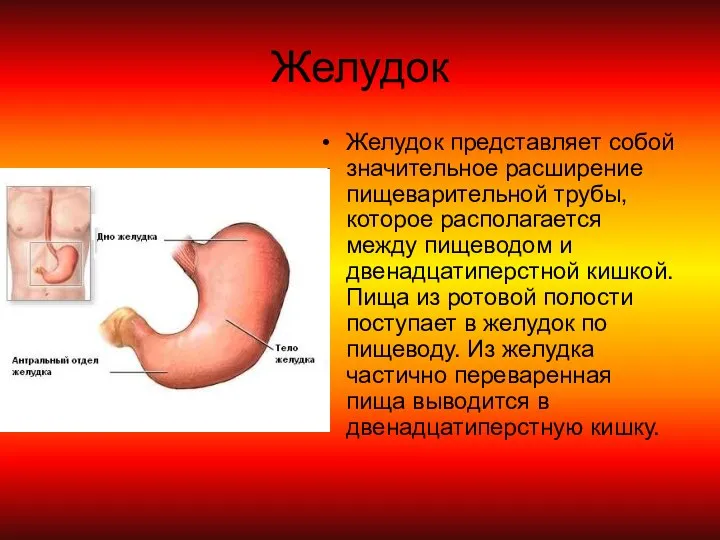 Желудок Желудок представляет собой значительное расширение пищеварительной трубы, которое располагается между