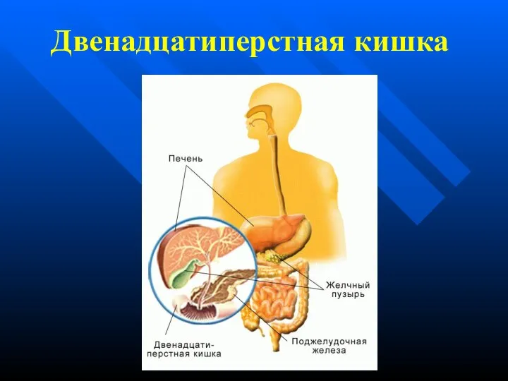 Двенадцатиперстная кишка