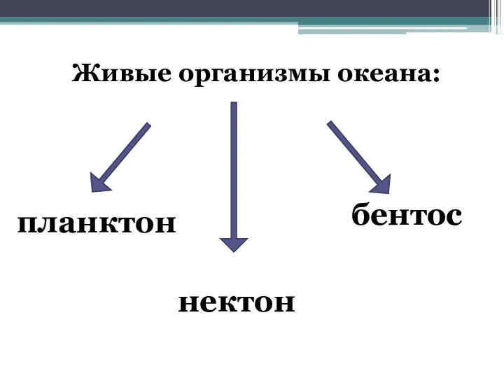 Живые организмы океана: планктон нектон бентос